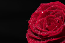 濡れた赤いバラ