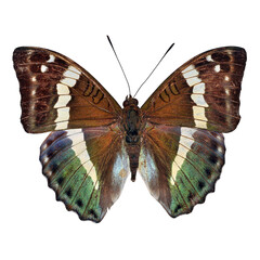 Wall Mural - Beautiful butterfly on transparent background. PNG file