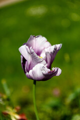 Wall Mural - Petal of blooming tulip in spring