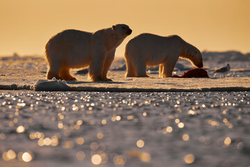 Wall Mural - Wildlife - two polar bear on drifting ice with snow feeding on killed seal, skeleton and blood, wildlife Svalbard, Norway. Beras with carcass, wildlife nature. Carcass with blue sky and clouds.