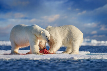 Wall Mural - Arctic wildlife, beras. Polar bear on drifting ice with snow feeding on killed seal, skeleton and blood, wildlife Canada, North America. Beras with carcass, wildlife nature.