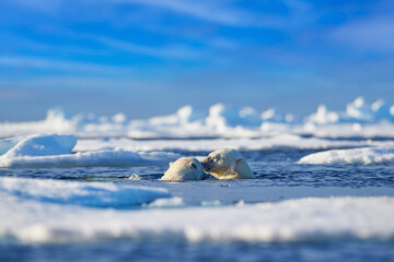 Wall Mural - Polar bear fight in the vater, Arctic wildlife in the sea ice. Polar bear swimming in the ocean, Svalbard Norway.