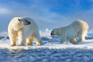 Wall Mural - Arctic wildlife - two polar bear on drifting ice with snow feeding on killed seal, skeleton and blood, wildlife Svalbard, Norway. Beras with carcass, wildlife nature.