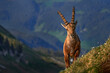 Ibex from Niederhorn, Switzerland. Ibex, Capra ibex, horned alpine animal with rocks in background, animal in the stone nature habitat, Alps. Evening orange sunset, wildlife nature.