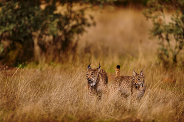 Wall Mural - iberian lynx, lynx pardinus, wild cat endemic to iberian peninsula in southwestern spain in europe. 