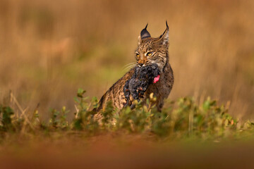 Wall Mural - Spain wildlife. Iberian lynx, with catch hare, wild cat endemic to Iberian Peninsula in Spain in Europe. Cat with kill, food behaviour. Canine feline with spot fur coat, sunset light.