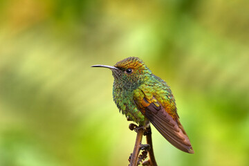 Wall Mural - Coppery-headed emerald, Microchera cupreiceps, small hummingbird Endemic in Costa Rica. Tinny bird in the nature forestr habitat. Bird in the forest, Volcan Poas NP.