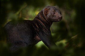 Wall Mural - Tayra, Eira barbara, omnivorous animal from the weasel family. Tayra hidden in tropic forest, sitting on the green tree. Wildlife scene from nature, Brazil nature. Cute danger mammal in habitat.