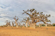 Baobab Grove close Dakar, Senegal, West Africa