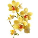 Discover the magic of nature's beauty with yellow orchid inspired illustrations.