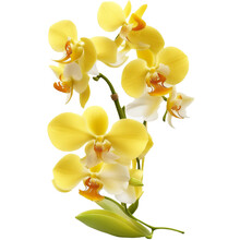 Discover The Magic Of Nature's Beauty With Yellow Orchid Inspired Illustrations.