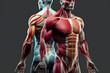 Muscular human anatomical structure abstract model. Generative AI