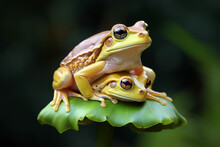 A Pair Of Frogs Are Mating