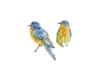 Naklejka na meble watercolor illustration of birds blue and yellow colors