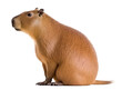 sitting capybara side view, isolated background. Generative Ai