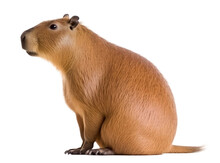 Sitting Capybara Side View, Isolated Background. Generative Ai