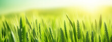 Green Wheat Sprouts Top Blurred Background Panorama Eco Banner. Generative AI