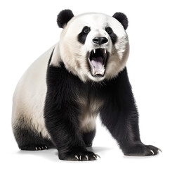 Wall Mural - scary panda with open mouth, isolated on transparent background. Generative Ai