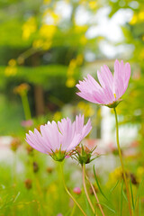 Wall Mural - pink cosmos field
