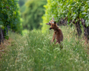 Wall Mural - Cute young red foxes - Vulpes vulpes - playing in a vineyard