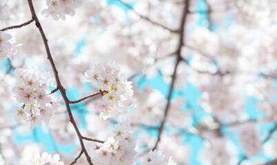  Beautiful cherry blossom sakura in spring time