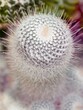 Cactus head with spikes from above