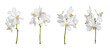 Set of cut out white dendrobium orchids stem isolated on the white background