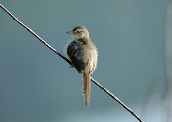 Poster - Closeup shot of a Plain Prinia perched on a tree branch