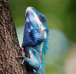Wall Mural - Shot of a Calotes mystaceus reptile perched on a branch in a natural habitat