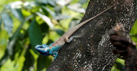 Poster - Blue crested lizard perched on the tree in the tropical environment