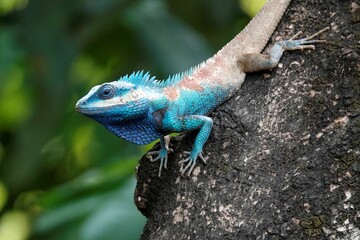 Poster - Blue crested lizard perched on a tree in a lush tropical environment, basking in the warm sunlight