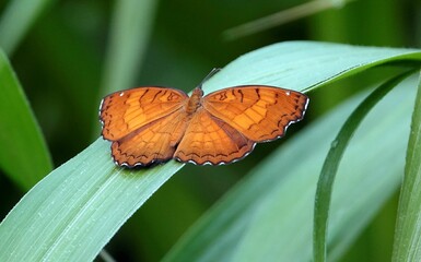 Sticker - Close-up of a brown angled castor butterfly perched atop a leaf, surrounded by lush green grass