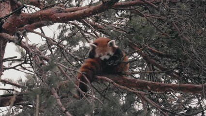 Canvas Print - Adorable red panda (Ailurus fulgens) sitting on the tree and cleaning herself in Kolmarden zoo