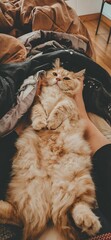 Sticker - Closeup shot of an adorable fluffy orange cat laying on a bed