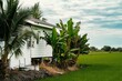 Banana trees next to the Traditional Malaysian village house near the rice paddy field.