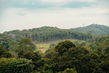 Wall Mural - rainforest ecosystem and healthy environment concept and background, texture of green tree forest.