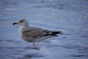 Sticker - Seagull standing on the foamy shoreline