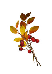 Wall Mural - autumn bouquet from twigs with ginger leaves and red berries isolated on white or transparent backgr