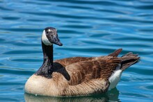 Closeup Of A Canadian Goose Swimming In The Lake Under The Sunlight
