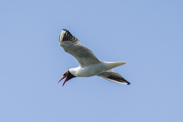 Wall Mural - Seagull in flight. White seagull with black head flying over the sea.