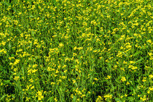 Photography On Theme Fine Wild Growing Flower Mustard On Background Meadow