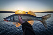 Swedish lake zander fishing at sunset