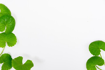 Top view on table centella asiatica leaves with isolated on white background