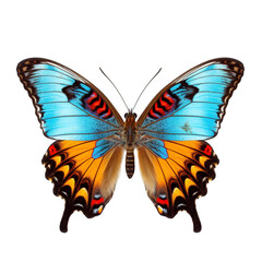 Wall Mural - Rare, beautiful colored butterfly on a transparent background.