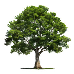 Green tree isolated.