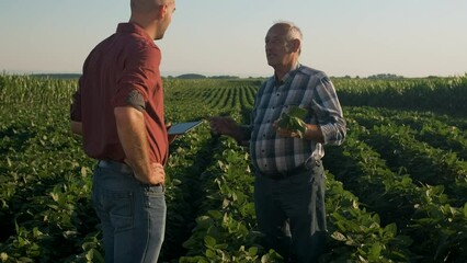 Wall Mural - Two farmers in soy field making agreement with handshake at sunset.