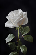 White Rose. Single White Rose Close-up Shot. White Rose On Black Background. 