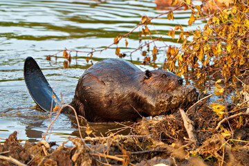 Wall Mural - Beaver Photo and Image. Beaver carrying mud with its mouth and fore-paws and building dam. Beaver tail.