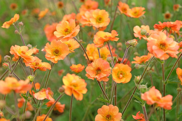 Wall Mural - Orange Geum 'Prinses Juliana' in flower.