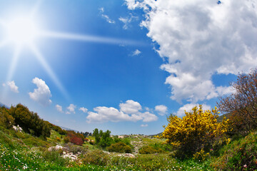 Wall Mural - The spring grass